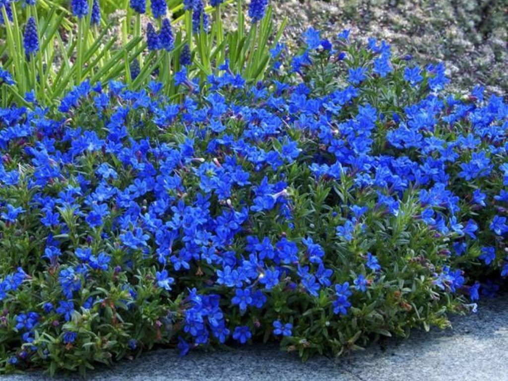 Trvalky Kamejka Heavenly Blue(1)