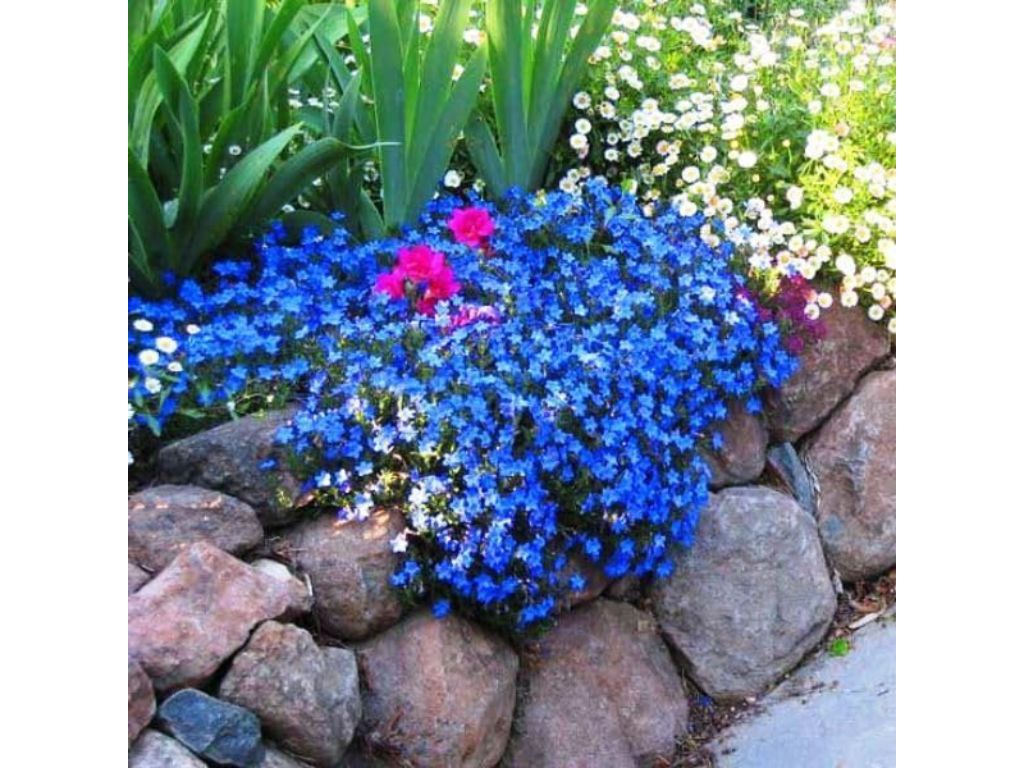 Trvalky Kamejka Heavenly Blue(4)