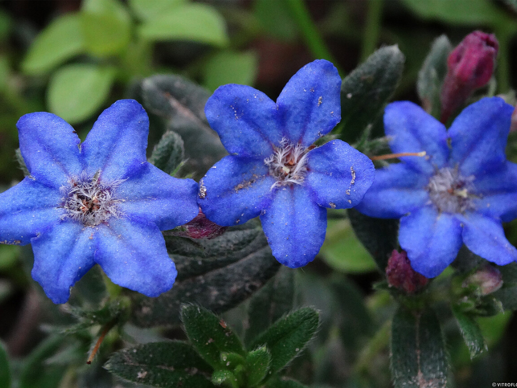 Trvalky Kamejka Heavenly Blue(6)