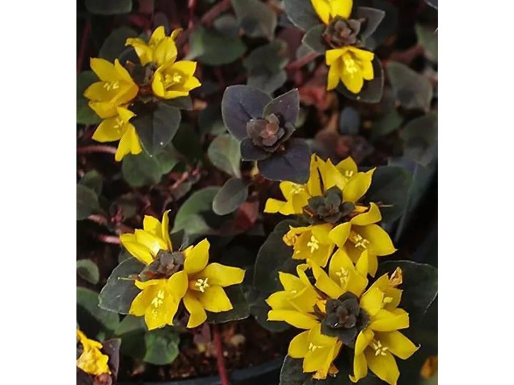 Trvalky ducplant(98)