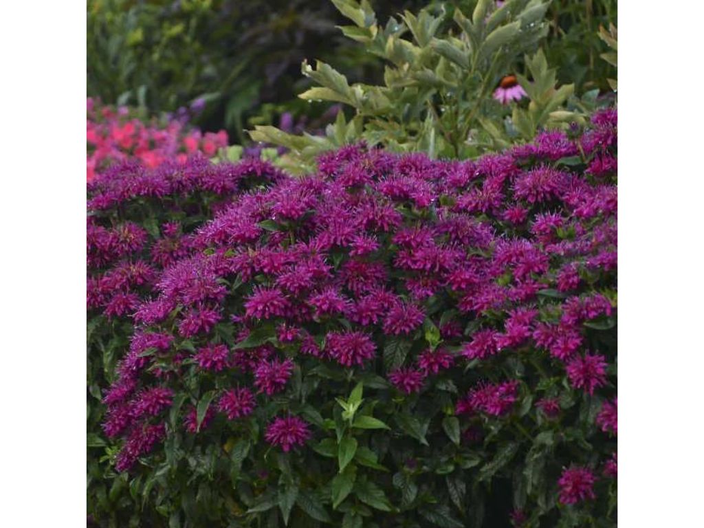 Trvalky ducplant(103)