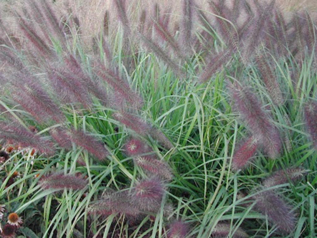 Trvalky ducplant(159)