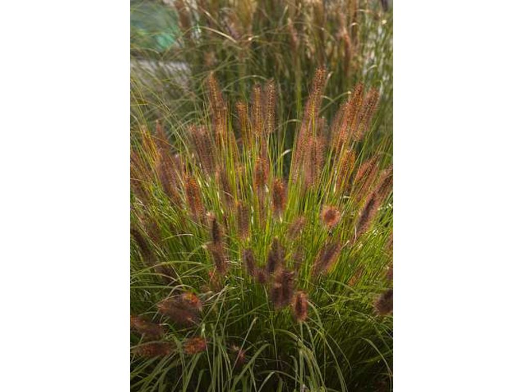 Trvalky ducplant(158)