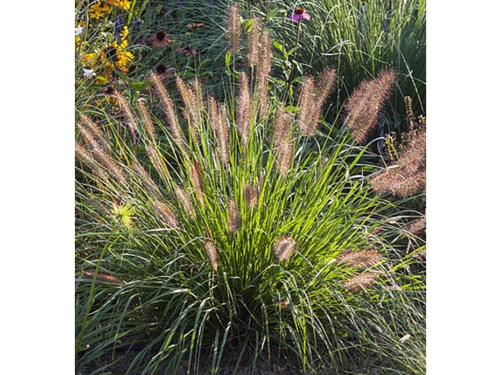 Trvalky ducplant(157)