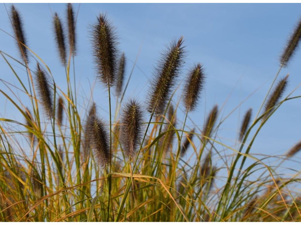 Trvalky ducplant(160)