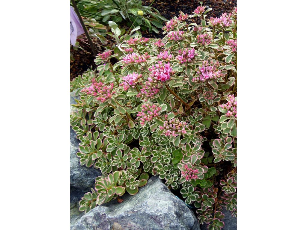 Trvalky ducplant(135)