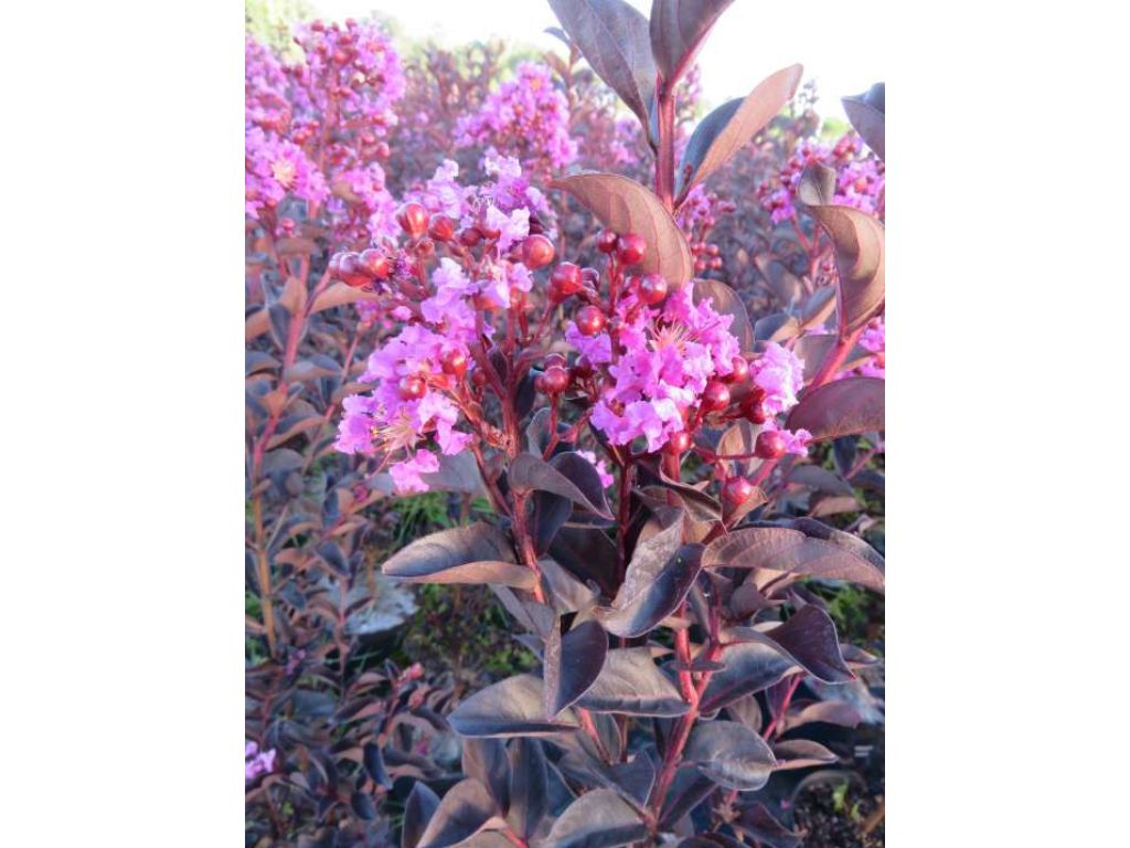 Okrasné kry Myrta krepová BLACK SOLITAIRE Shell Pink 70 90cm(8)