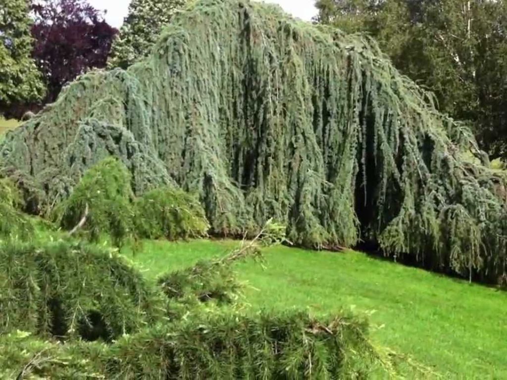 Cedr atlantský Glauca Pendula, výška 350–400 cm, obvod kmene 20–25–30 cm, květináč 230 l