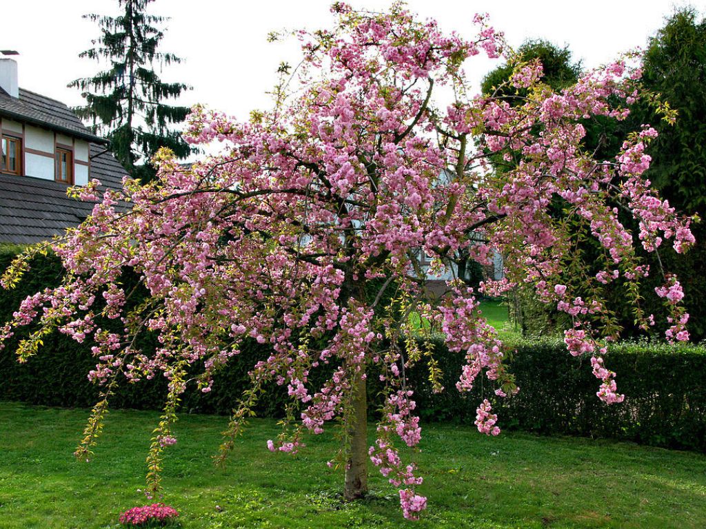okrasne dreviny ducplant(506)