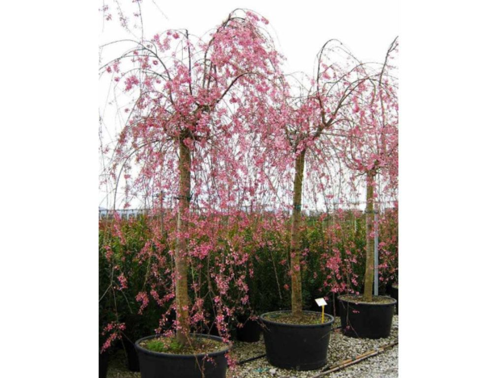 okrasne dreviny ducplant(511)