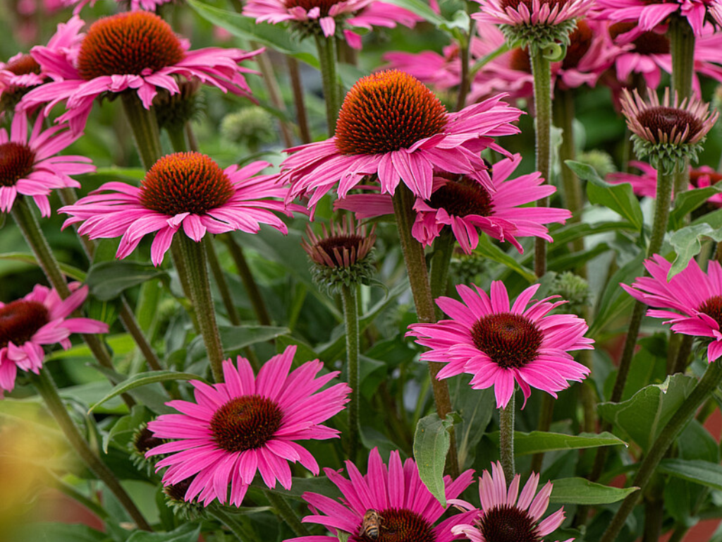 Třapatkovka Dark Pink Pearl, květináč 1 l