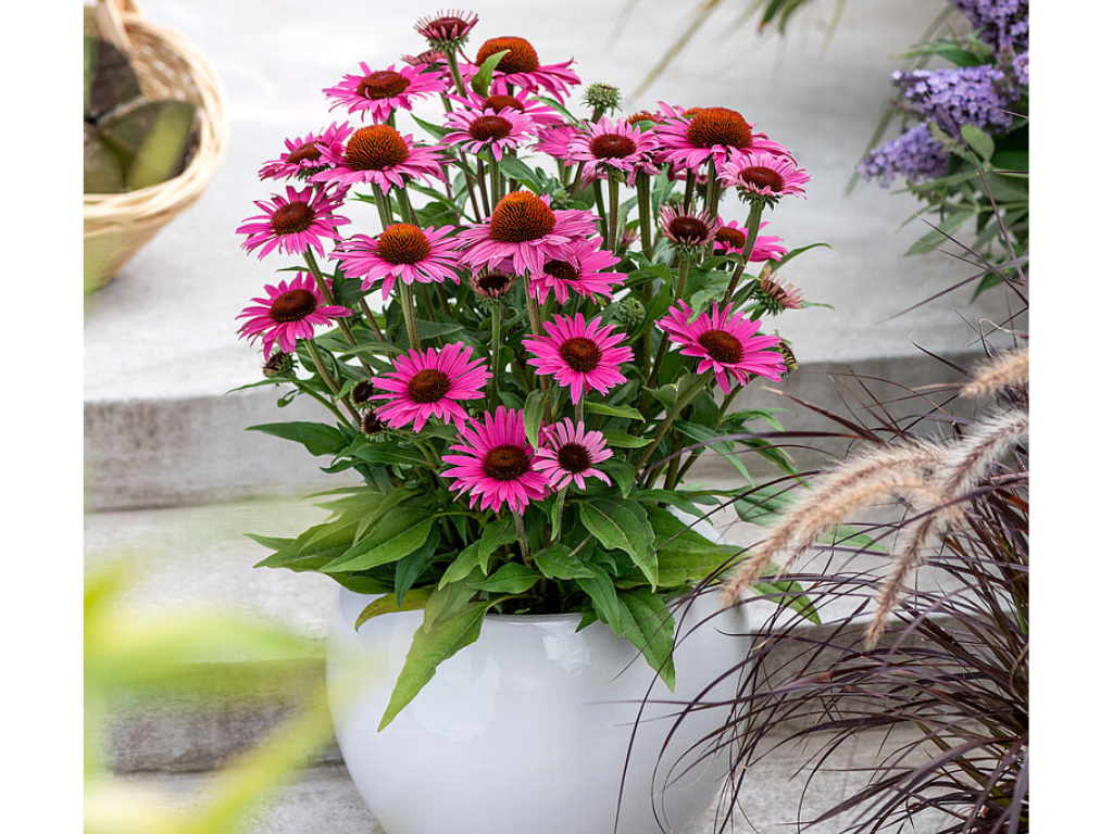 Třapatkovka Dark Pink Pearl, květináč 1 l