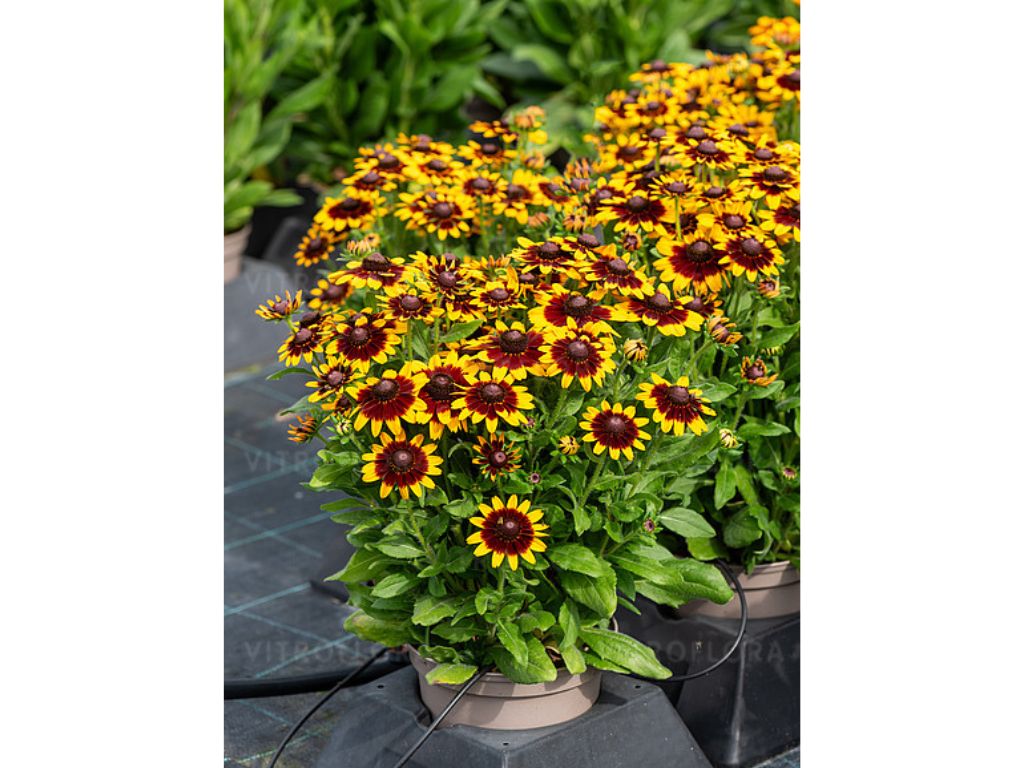 trvalky ducplant(265)