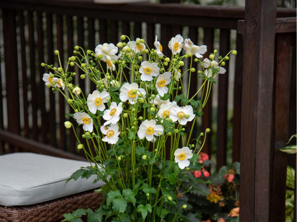 trvalky ducplant(287)