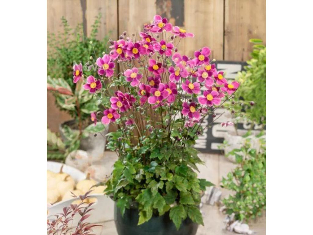 trvalky ducplant(289)
