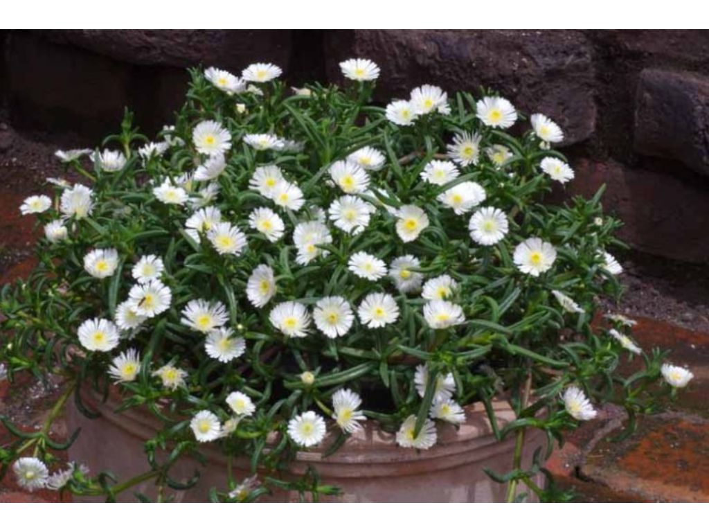 okrasne dreviny ducplant(550)