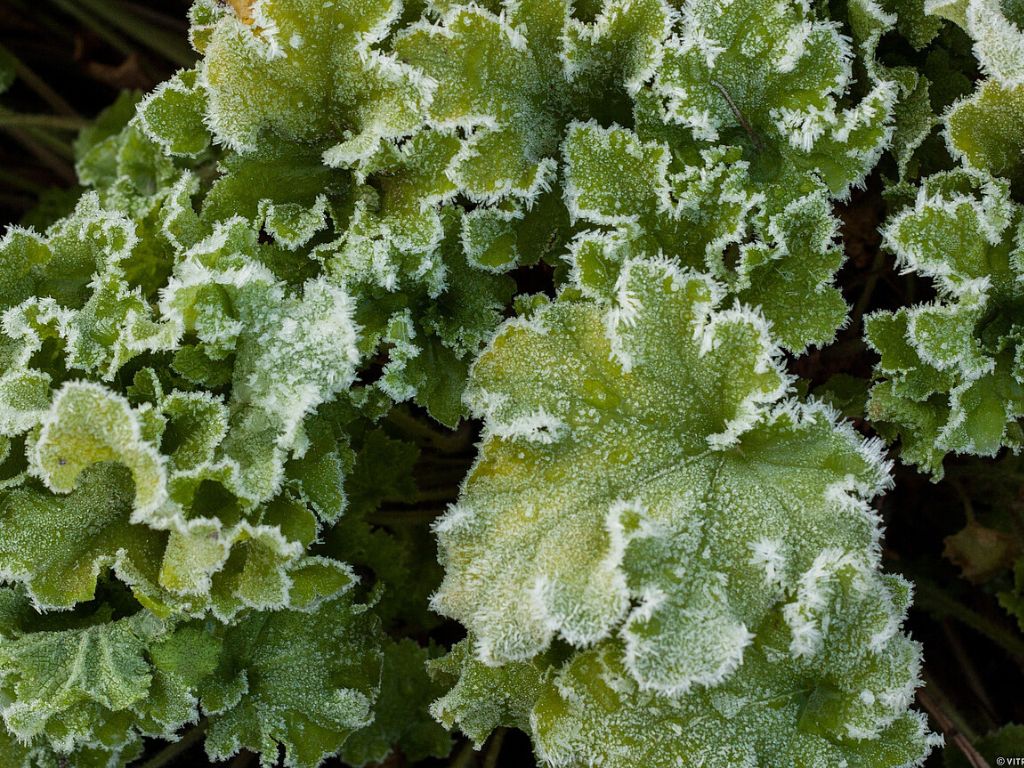 Trvalky Heuchera Lime Marmalade(10)