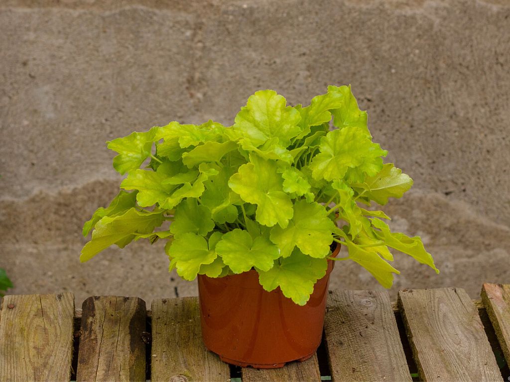 Trvalky Heuchera Lime Marmalade(8)