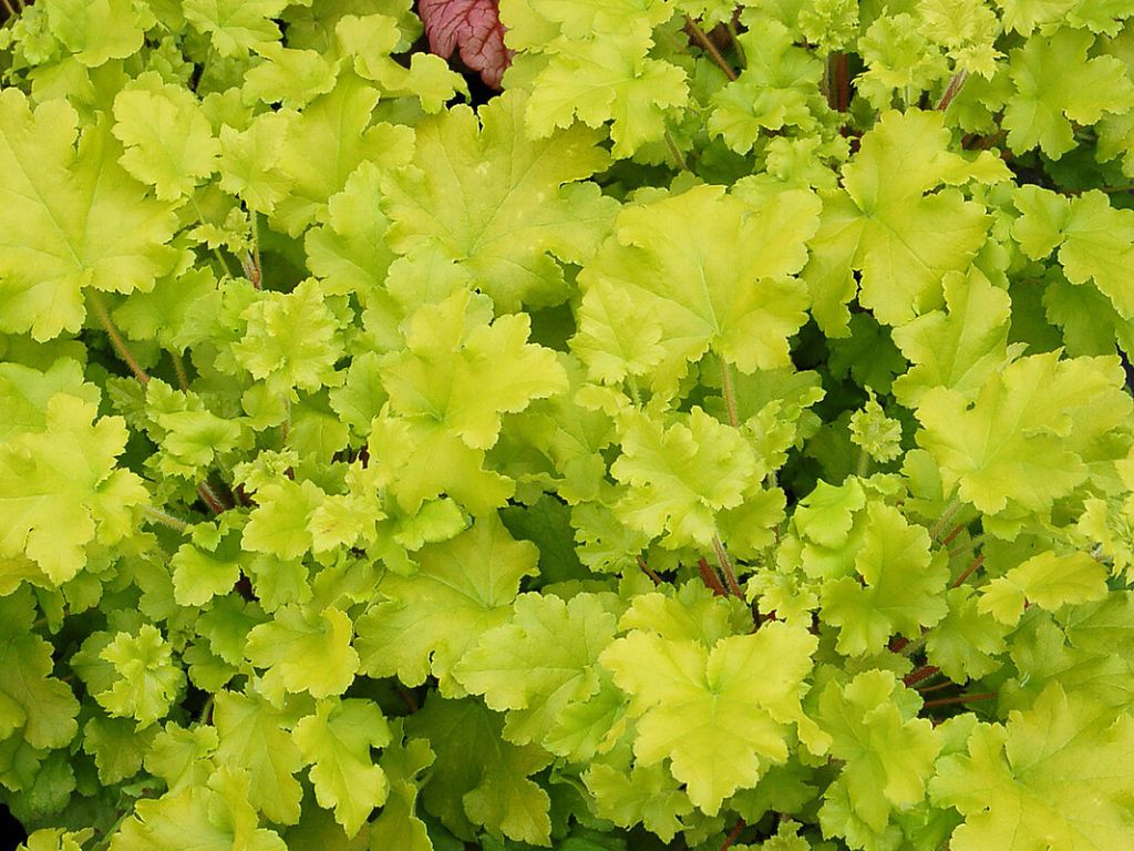 Trvalky Heuchera Lime Marmalade(7)