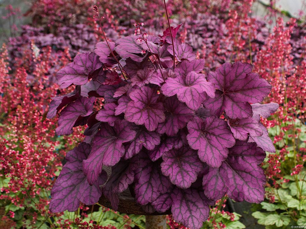 Trvalky Heuchera Wild Rose(2)