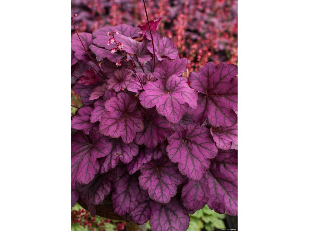 Trvalky Heuchera Wild Rose(3)