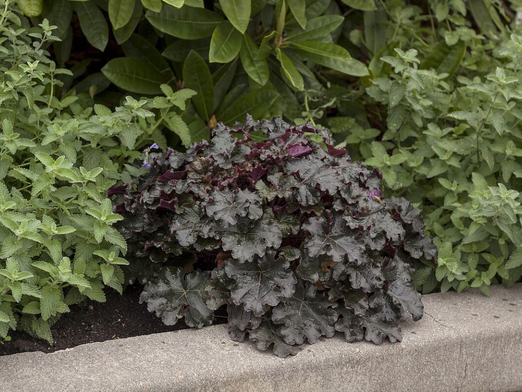 Trvalky Heuchera World Caffe Espresso(1)
