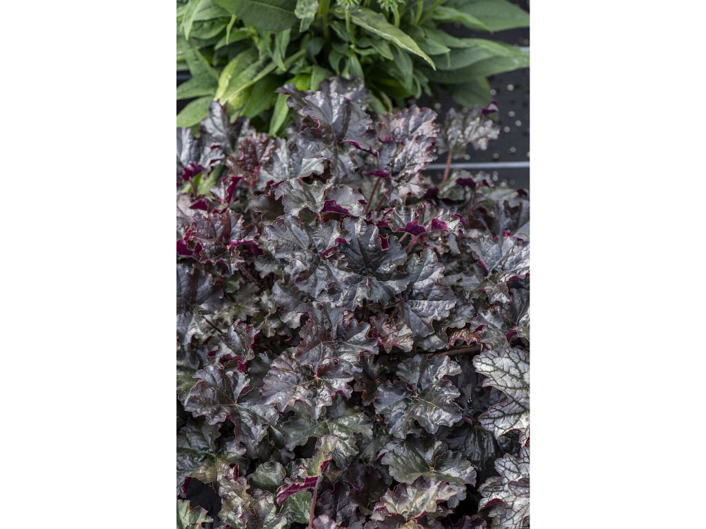 Trvalky Heuchera World Caffe Espresso(6)