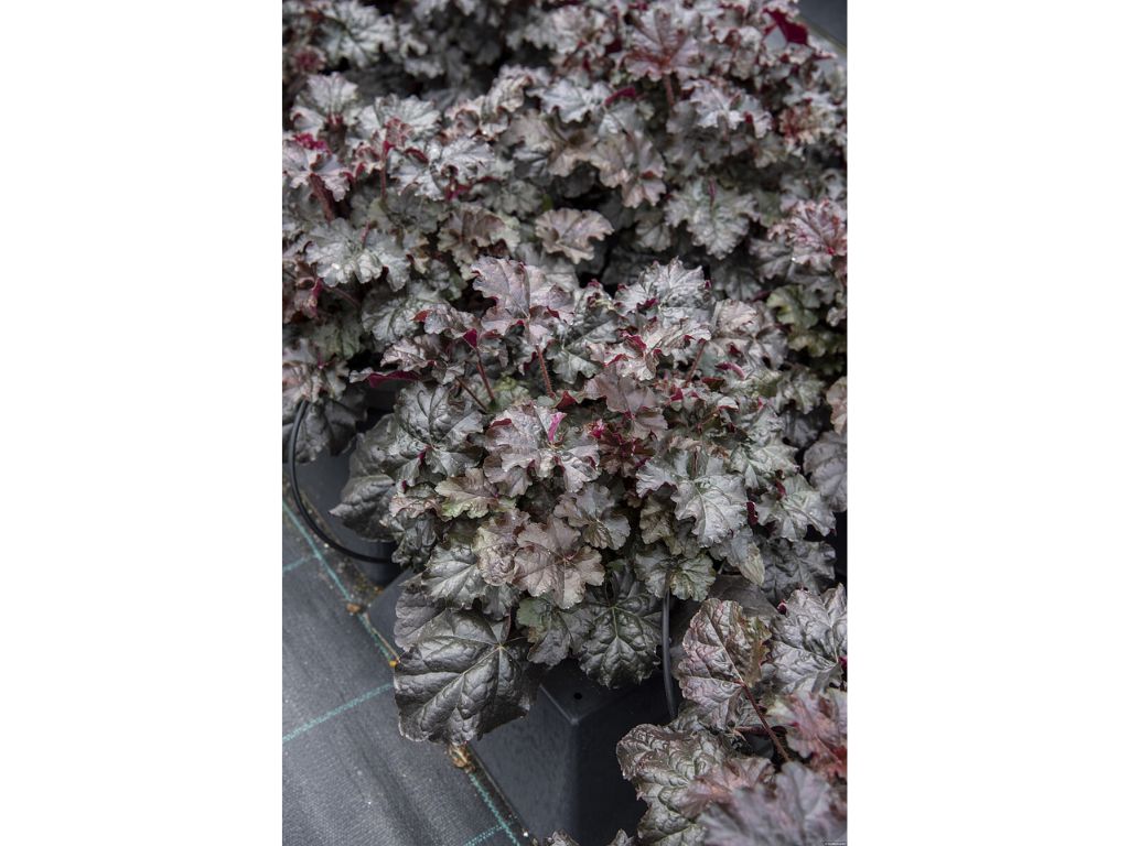 Trvalky Heuchera World Caffe Espresso(5)