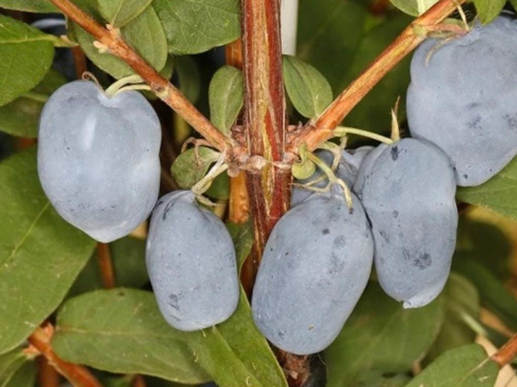 drobné ovocie ducplant(81)