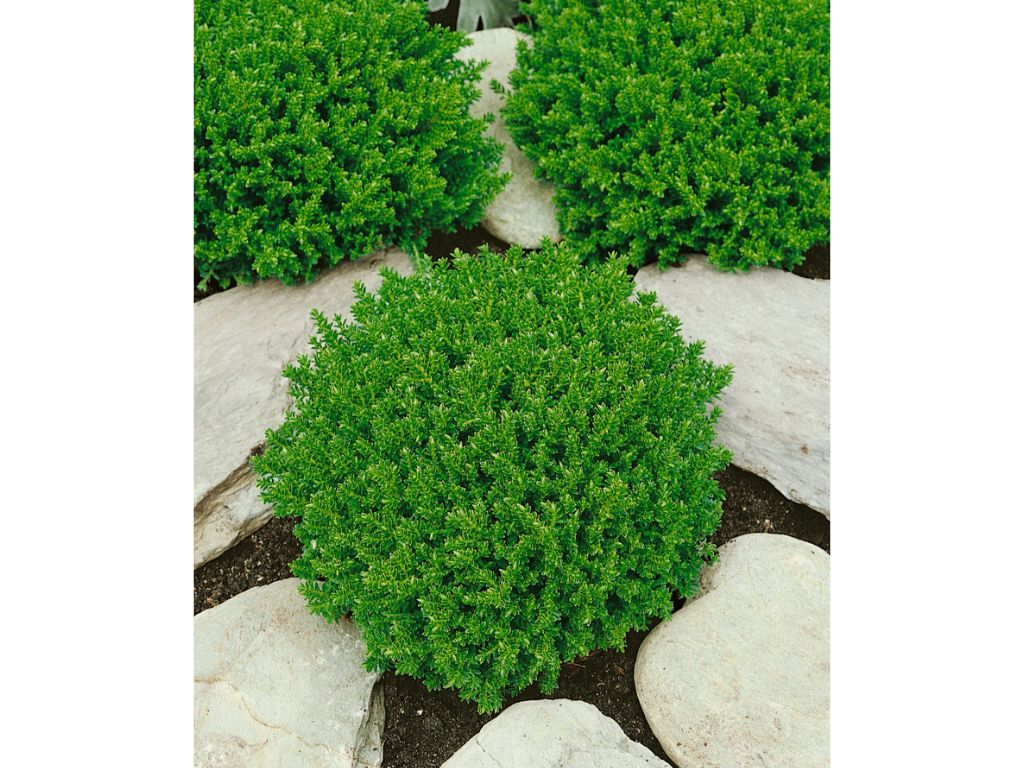 okrasne dreviny ducplant(622)
