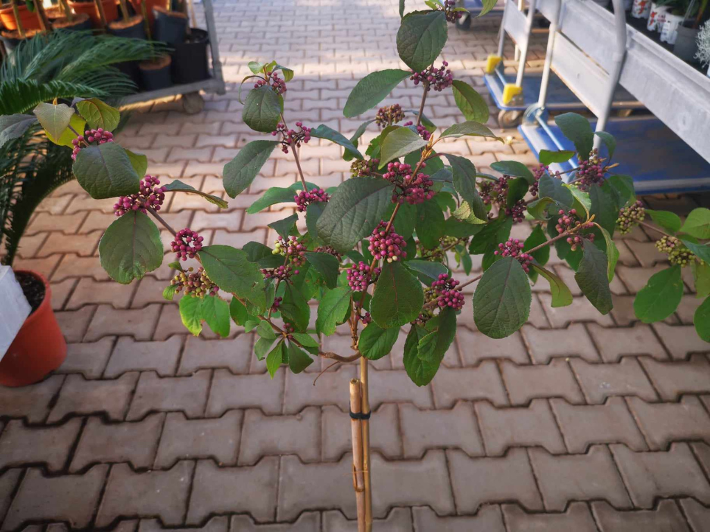 Dreviny na kmienku Krásnoplodka Bodinieri Profusion na 50 60 cm kmienku, výška 80 100 cm(7)