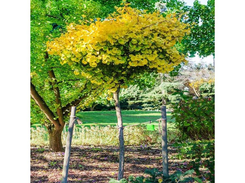 Dreviny na kmienku Ginko dvojlaločné Mariken na 100 120 cm kmienku(7)