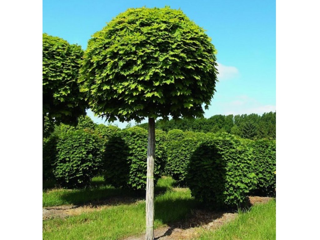 Dreviny na kmienku Javor mliečny Globosum na 200 220 cm kmienku(5)