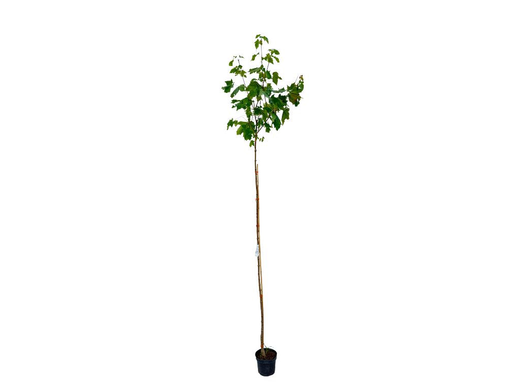Dreviny na kmienku Javor mliečny Globosum na 200 220 cm kmienku(7)