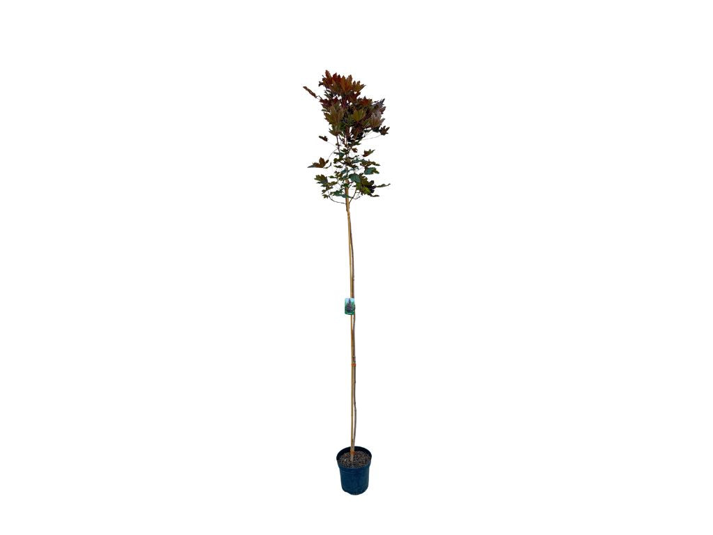 Dreviny na kmienku Javor mliečny Crimson Sentry na 160 180 cm kmienku(6)