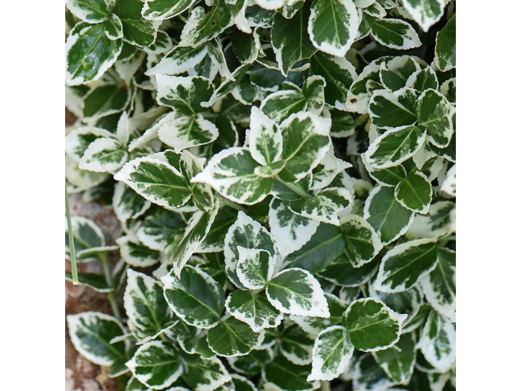 Okrasne dreviny ducplant(733)