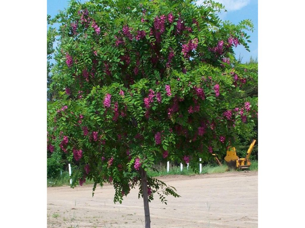 Dreviny na kmienku Agát srstnatý Rosea na 110-130 cm kmienku(4)