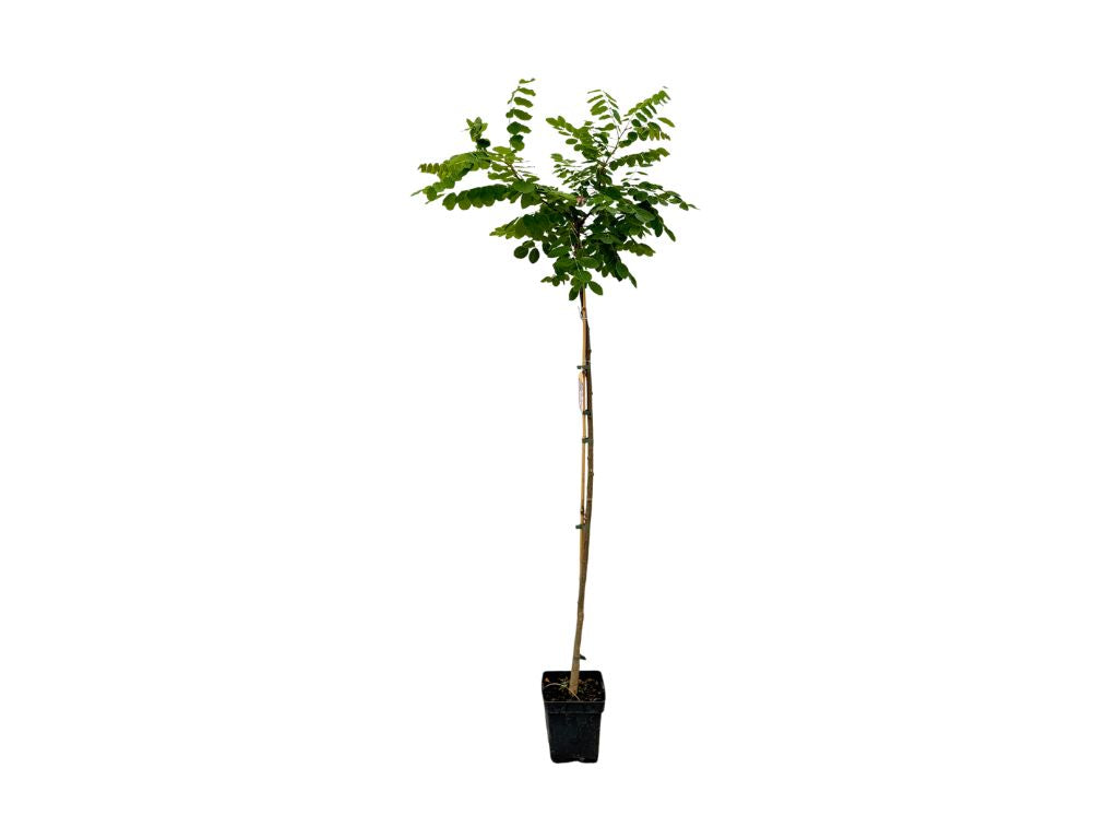 Dreviny na kmienku Agát srstnatý Rosea na 110-130 cm kmienku(7)
