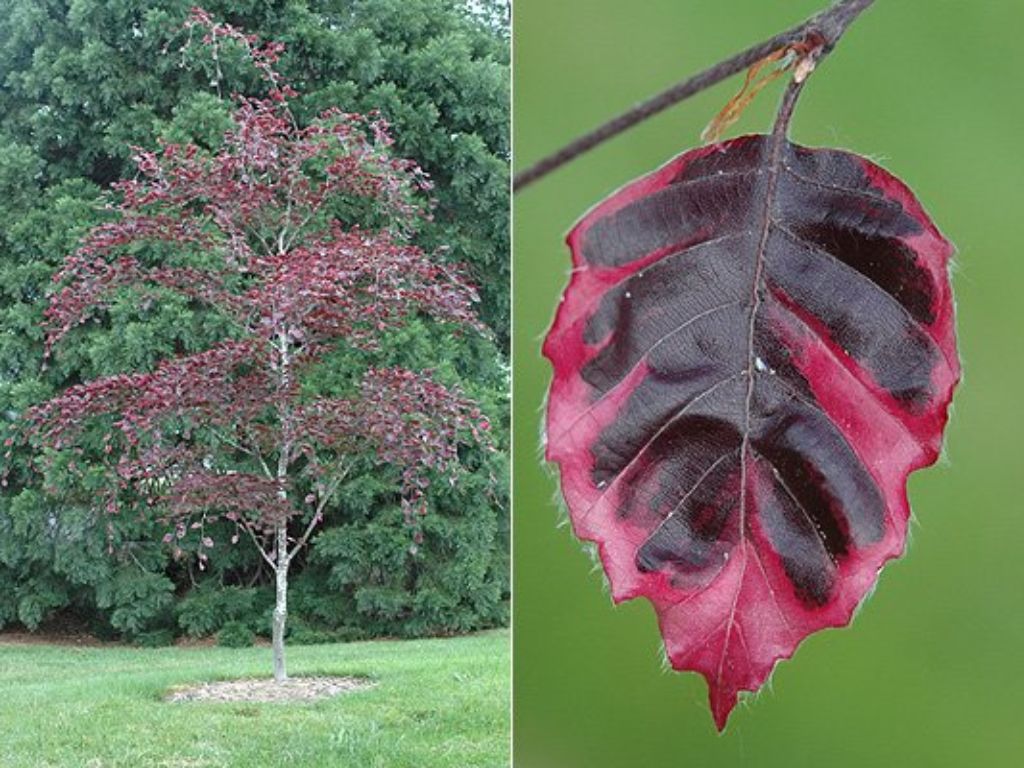 Okrasné stromy Buk lesný Purpurea Tricolor 120 160 cm(5)