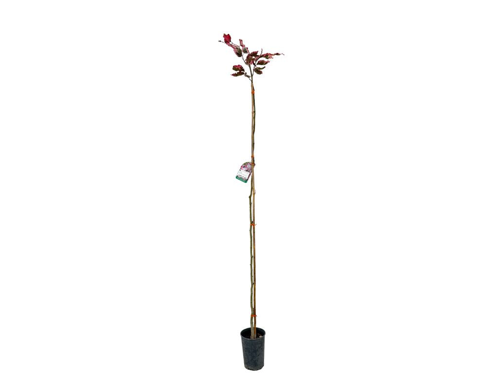 Okrasné stromy Buk lesný Purpurea Tricolor 120 160 cm(6)