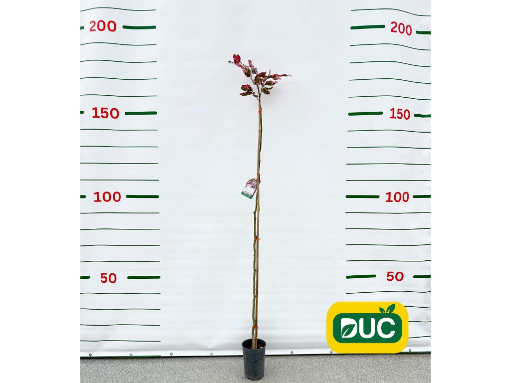 Okrasné stromy Buk lesný Purpurea Tricolor 120 160 cm(2)