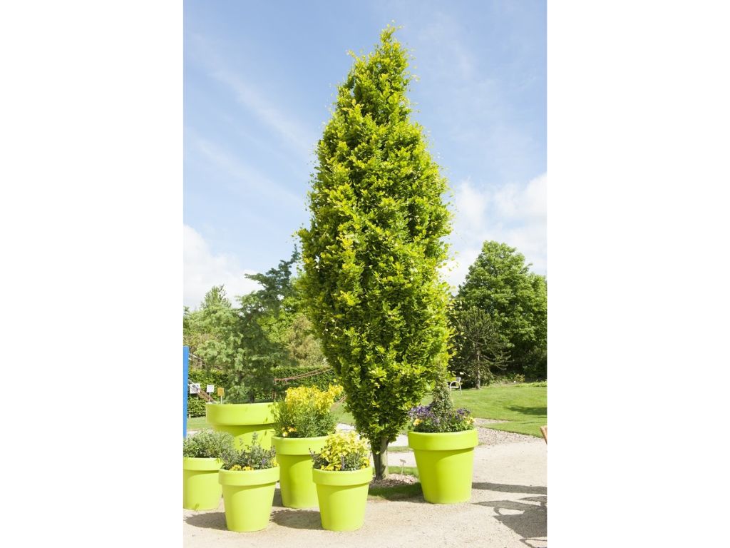 Okrasné stromy Buk lesný Dawyck Gold 70 100 cm(6)