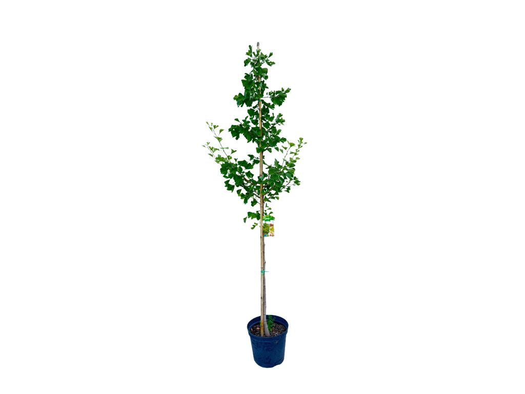 Okrasné stromy Ginko dvojlaločné 200 230 cm(6)