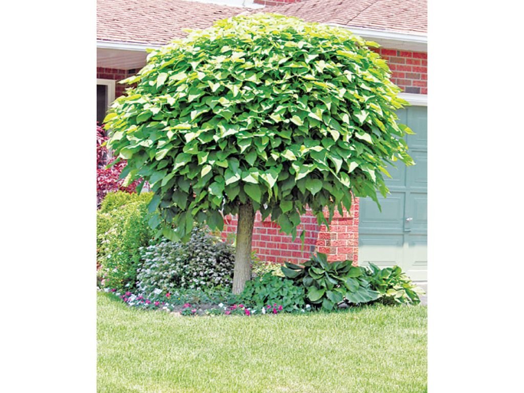 Katalpa trubačovitá Nana na kmínku 180-200 cm, výška 220-260 cm, květináč 10 l