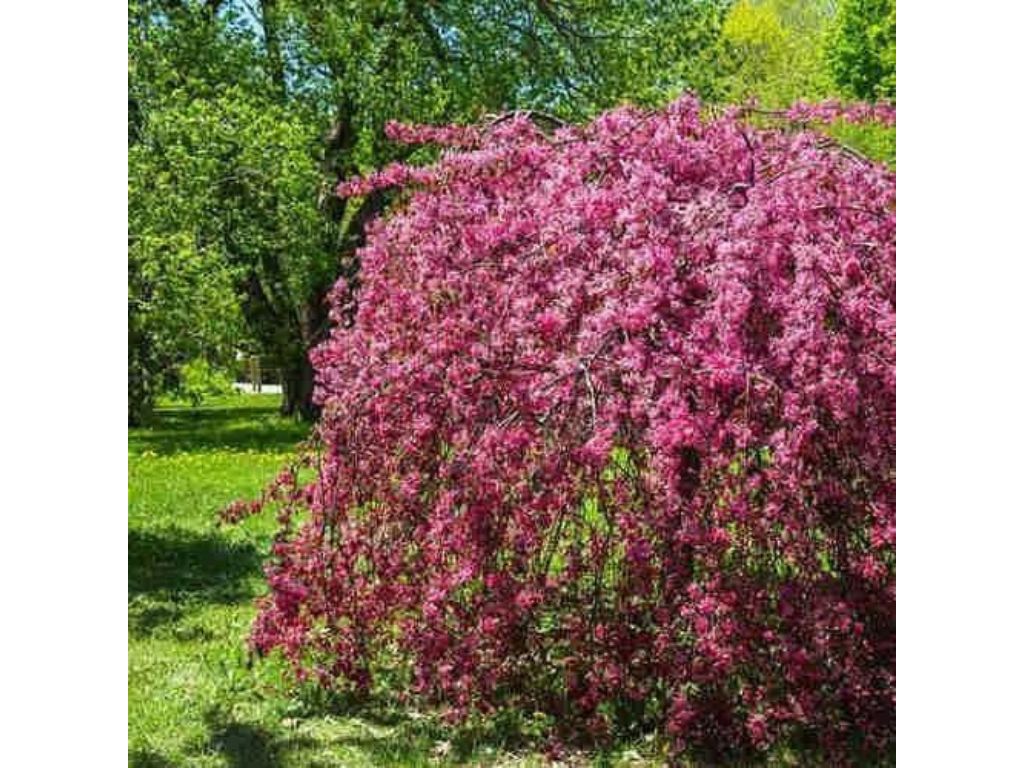 Okrasne dreviny ducplant(763)