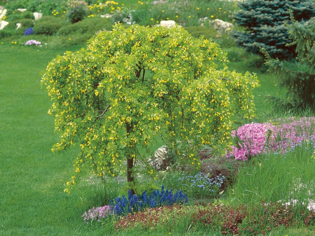 Okrasne dreviny ducplant(785)
