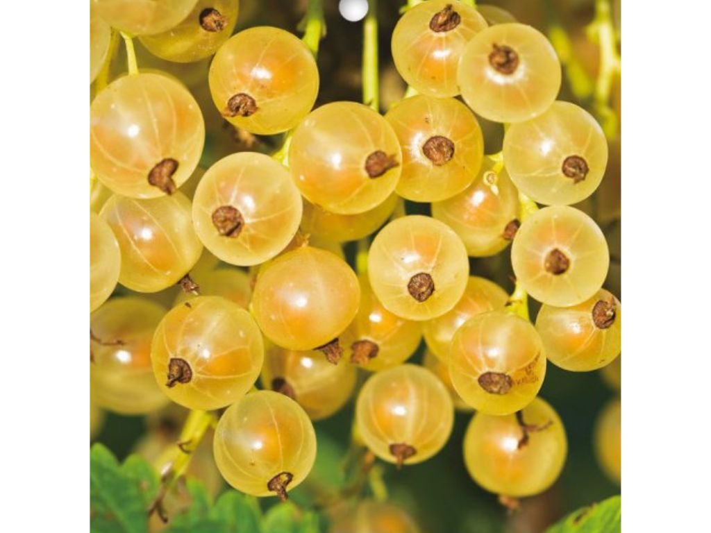 Rybíz keřový bílý z Jüterbogu, prostokořenný