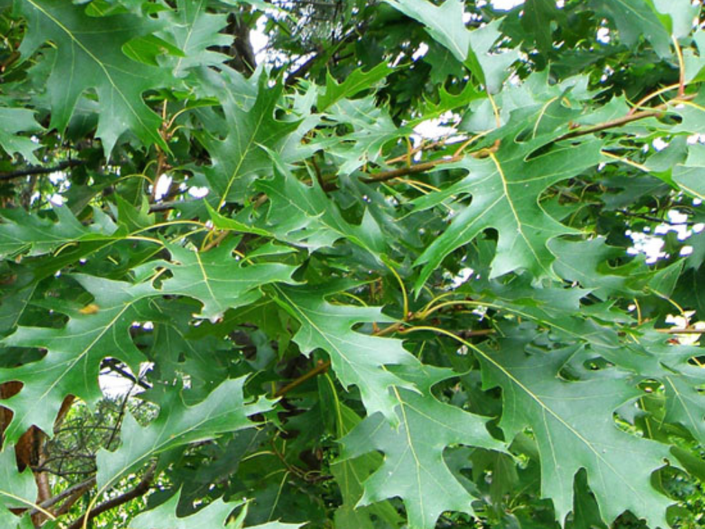 Dub červený na kmienku, výška 300 350 cm, obvod kmeňa 8 10 cm(10)