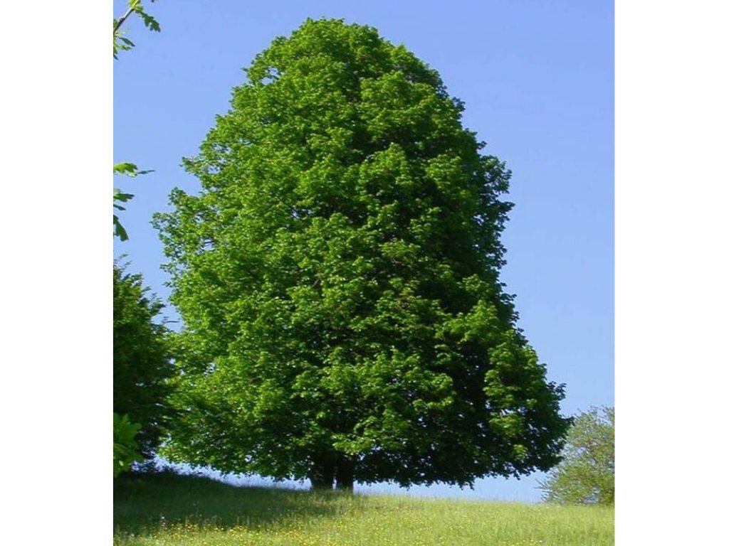 Lípa srdčitá, výška 250–300 cm, květináč 25 l