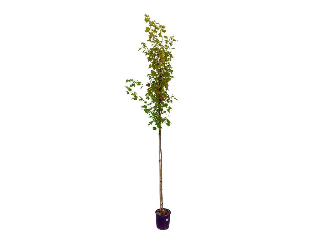 Dreviny na kmienku Javor červený na kmienku 250 280 cm(8)